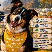 Imagen de Actividades con perro en Gran Canaria: Guía completa 2026