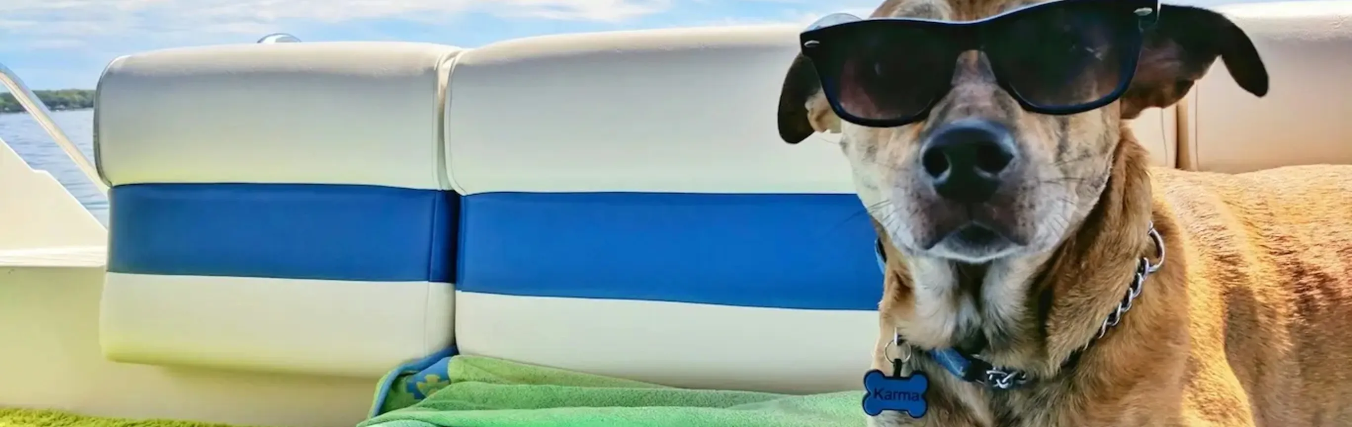 Imagen de Consejos para Viajar con tu Mascota en España: Vacunas, Pasaporte Animal y Más