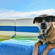 Imagen de Consejos para Viajar con tu Mascota en España: Vacunas, Pasaporte Animal y Más