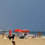 Imagen de Playas caninas en Huelva: guía actualizada para ir con perro