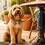 Imagen de Restaurantes y terrazas petfriendly en España: qué dice la ley y cómo encontrarlos