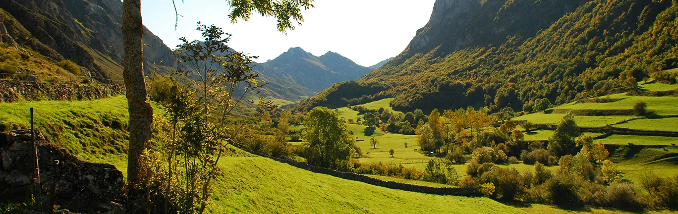 Imagen de Aventuras de senderismo con tu perro: Descubre las mejores rutas en el Principado de Asturias