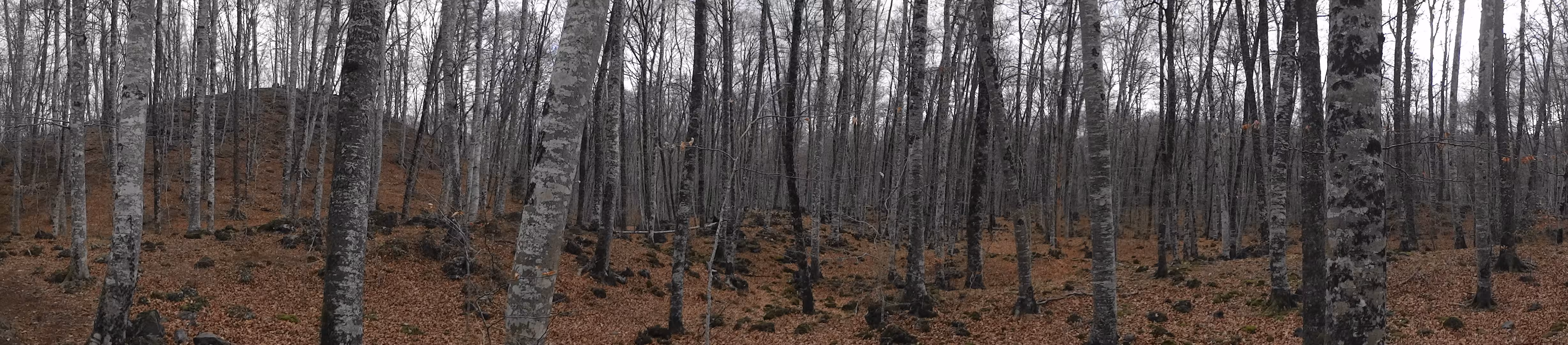 La Fageda d'en Jordà, hayedo crecido sobre una colada de lava