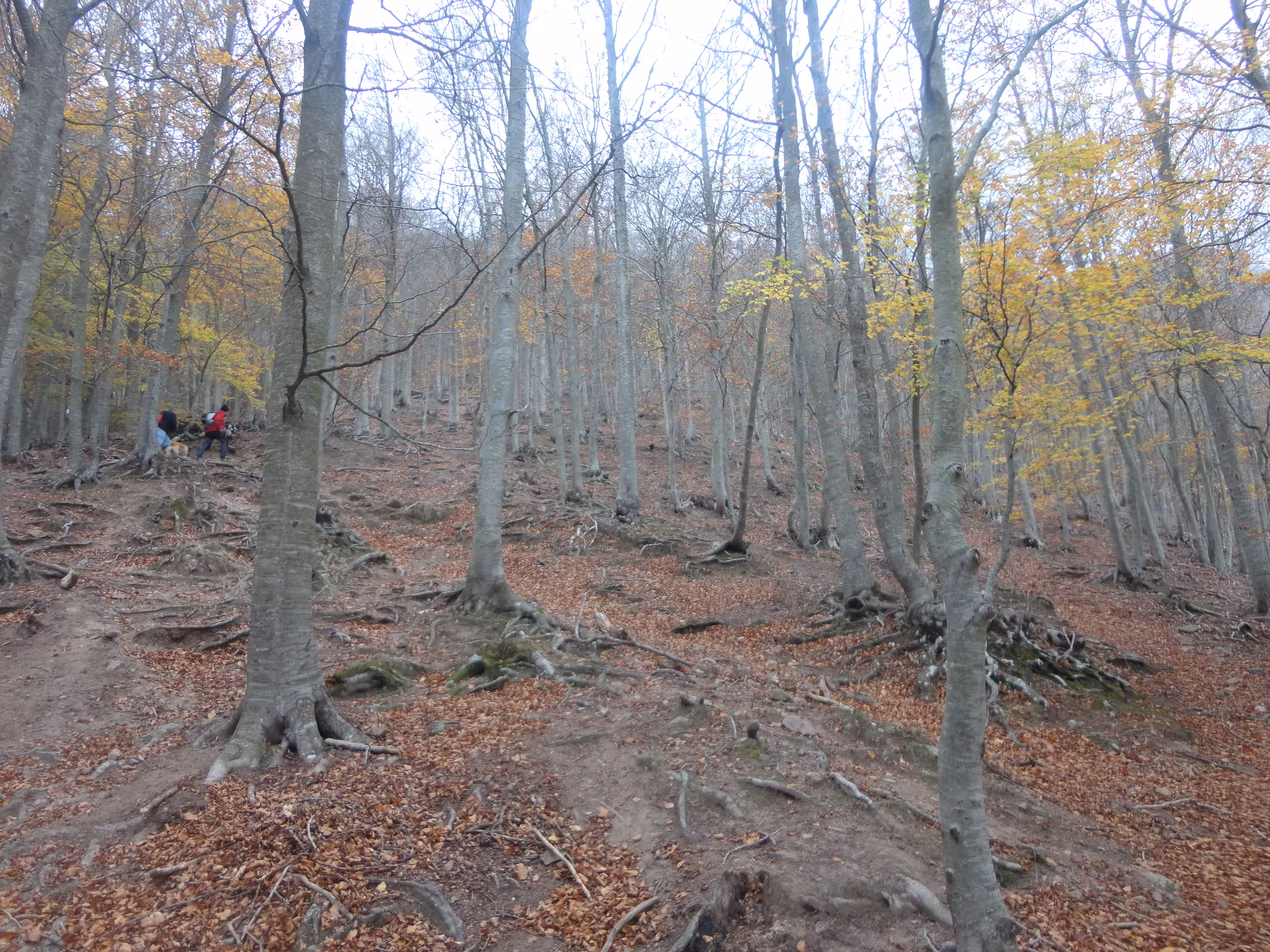 Bosque de hayas en el macizo del Montseny