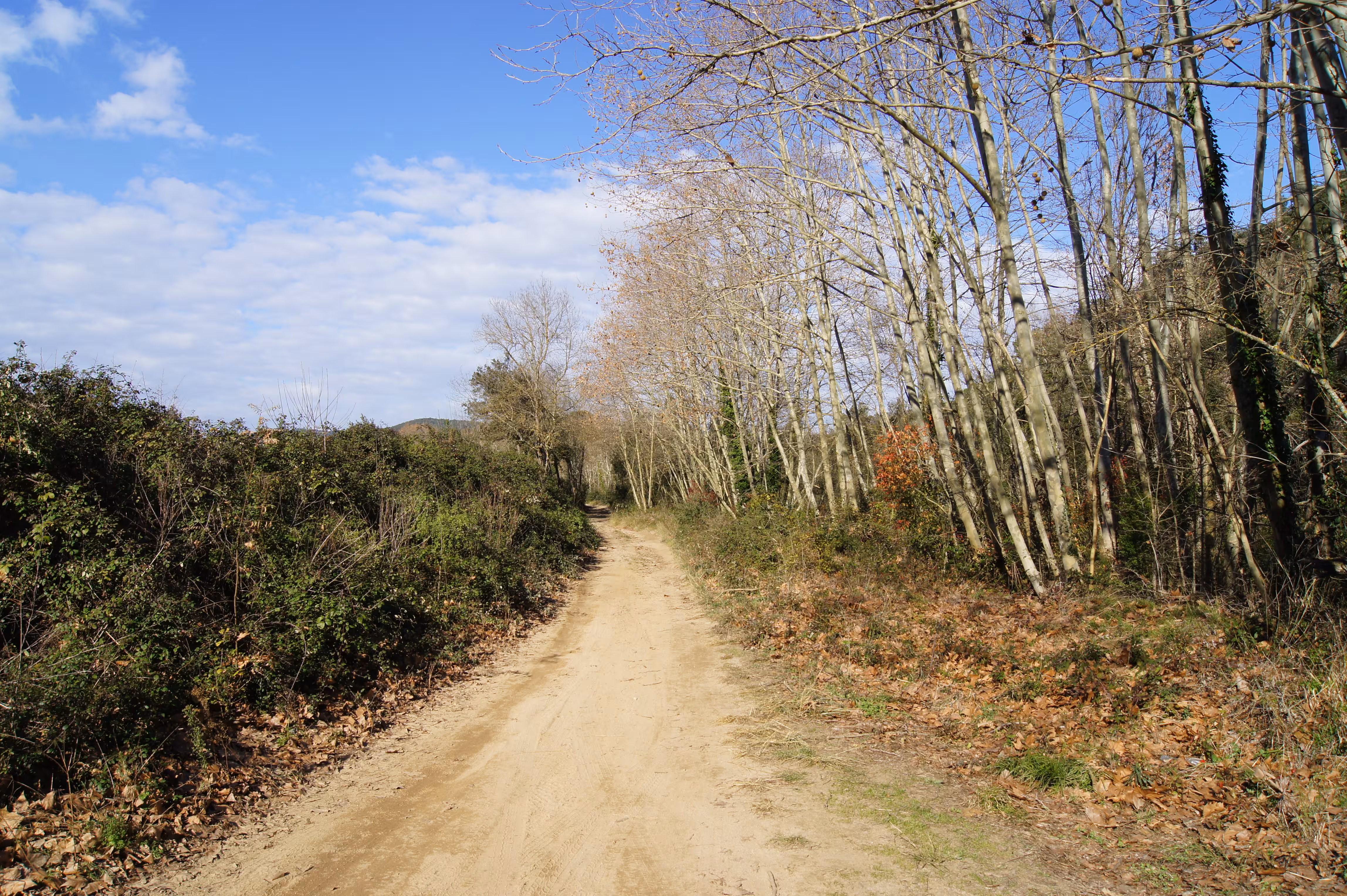 Sendero de bosque en un parque natural catalán