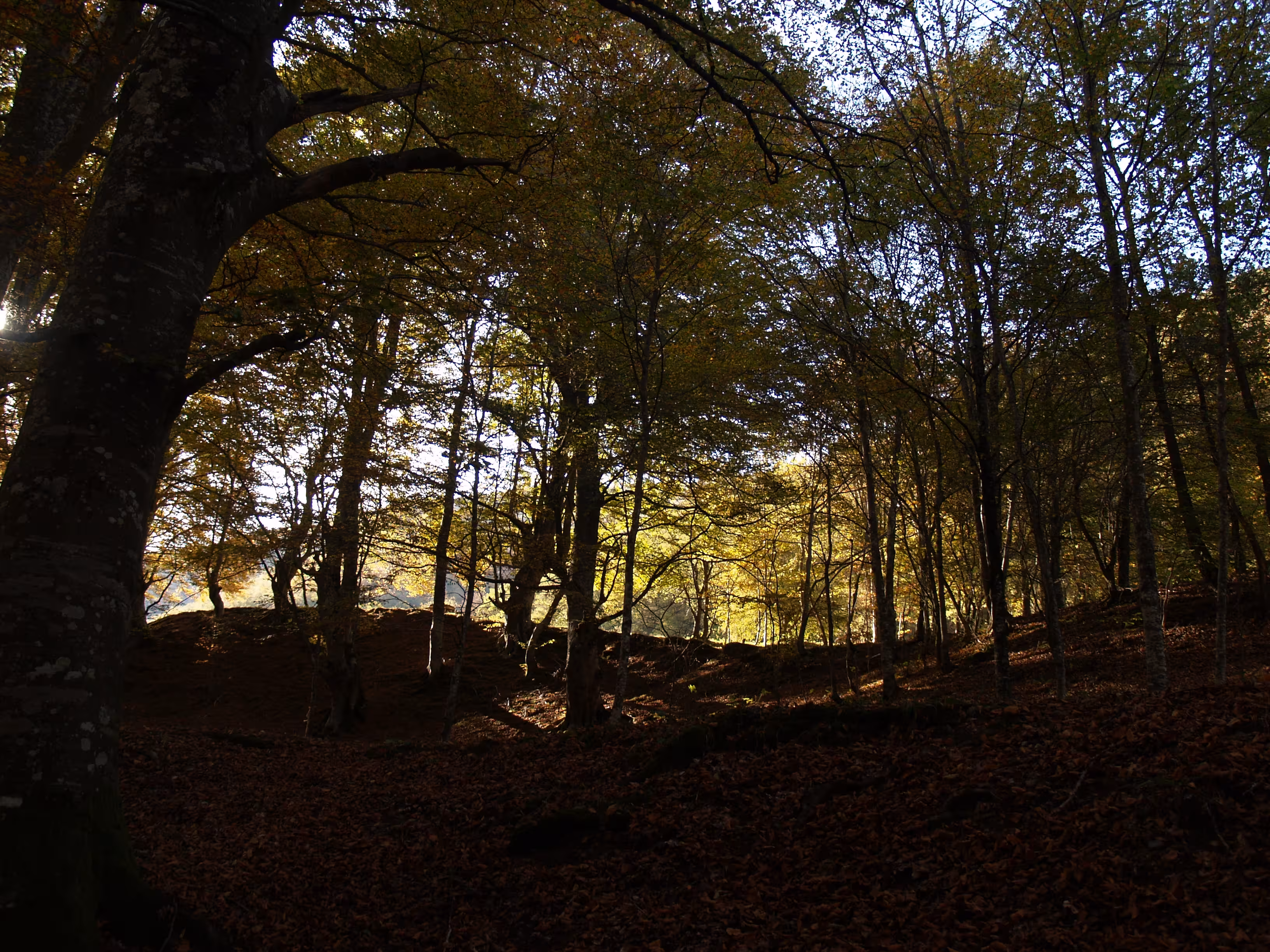 Hayedo en el Achichuelo, Sierra de Cebollera