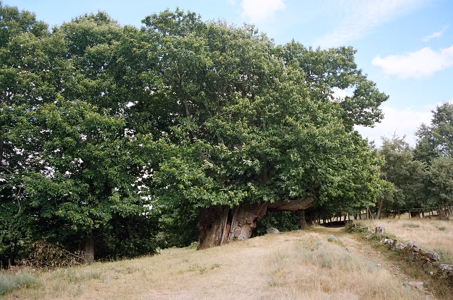 Castaños centenarios del Souto de Rozabales, en Manzaneda