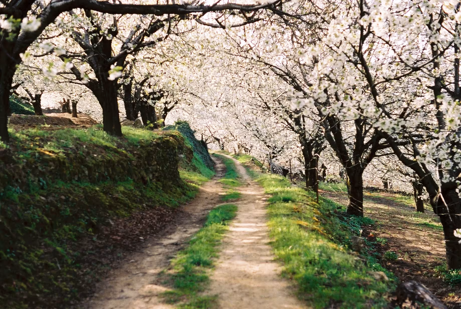 Camino entre cerezales en el Valle del Jerte