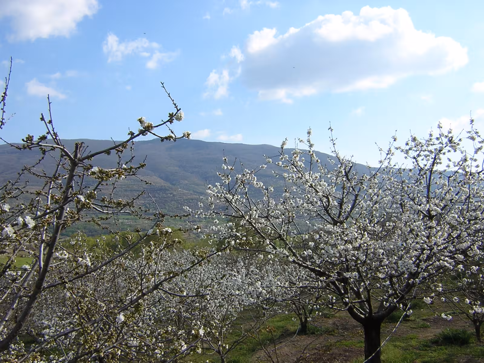 Cerezos en flor en el Valle del Jerte