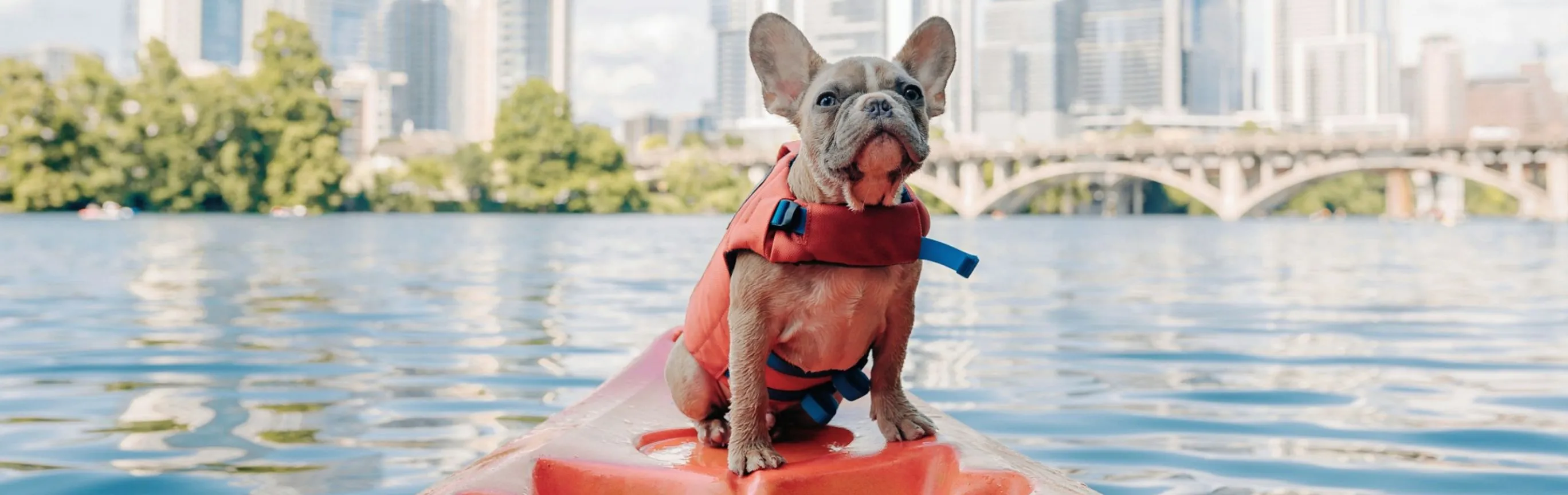 Imagen de Guía Completa para Viajar en Barco con tu Mascota en España