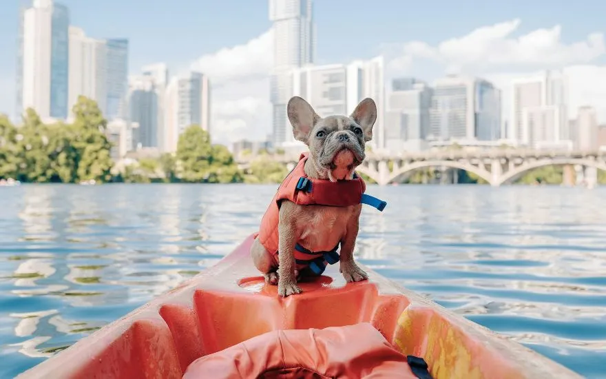 Imagen de Guía Completa para Viajar en Barco con tu Mascota en España