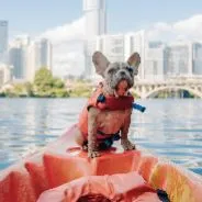Imagen de Guía Completa para Viajar en Barco con tu Mascota en España